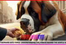 Saint Bernard Bite Force